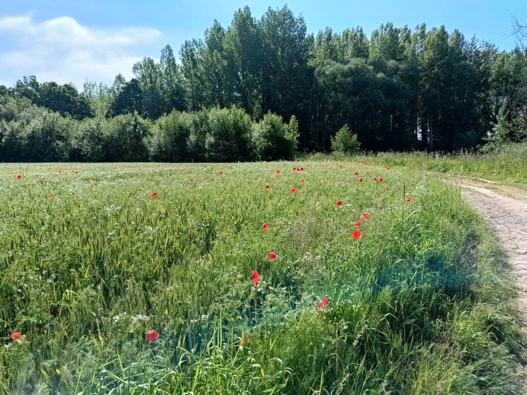 Bloemenveld